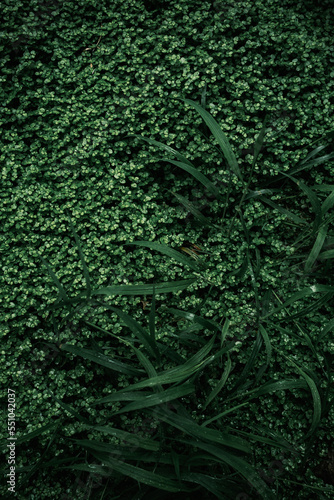 Green leaves nature background, raindrops, dark green tones, close up view