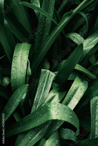 Green leaves nature background, raindrops, dark green tones, close up view