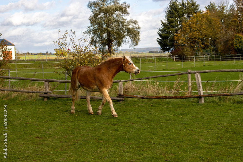 Obraz premium horse in a meadow