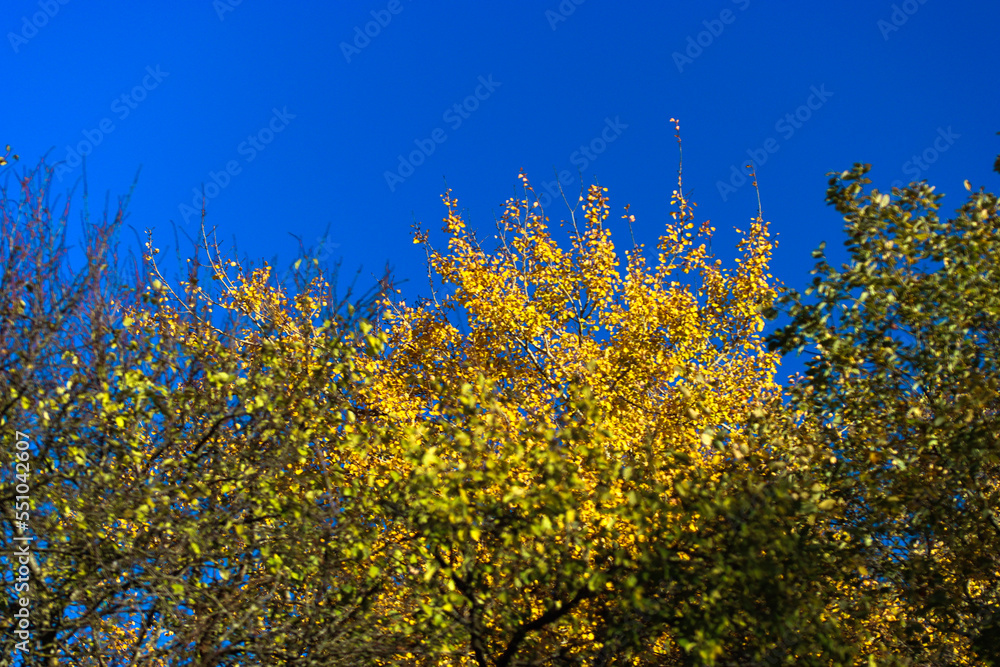 Fototapeta premium field of yellow flowers