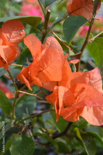 Kota Tua, Jakarta, Indonesia – October 28, 2022: Bougainvillea × Buttiana, With Selected Focus. photo