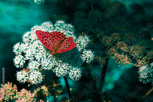 white flowers, nature background, close up view, colorful vivid tones, plantsn red butterfly, infrared photo