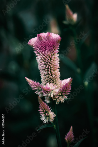 pink flowers, nature background, close up view, colorful vivid tones, plants