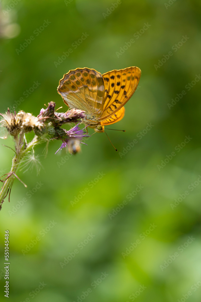 Fototapeta premium Kaisermantel, Silberstrich, Argynnis paphia,
