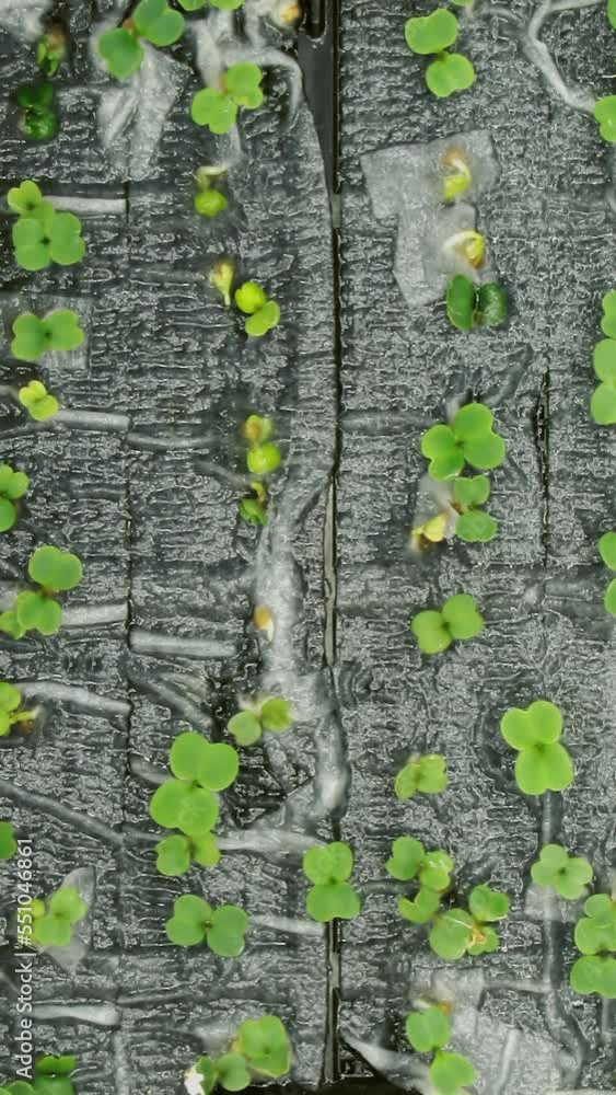 Time lapse of germinating microgreens rocket seeds with ALPHA transparency channel isolated on black background, top view, vertical orientation Time lapse of germinating microgreens rocket seeds with ALPHA transparency channel isolated on black background, top view, vertical orientation