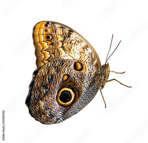Butterfly isolated on white background. Morpho helenor peleides photo