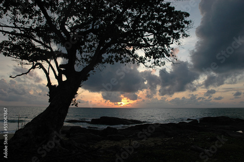 Tree leans towards sunset on sea coast, Thailand