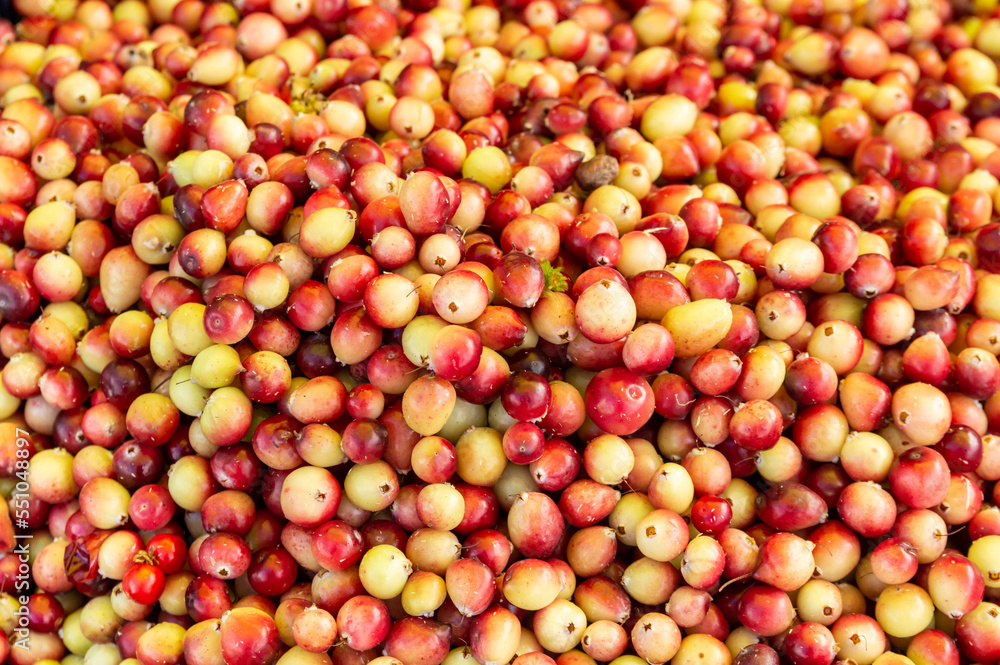 background with unripe cranberries. Selective Focus background with unripe cranberries. Selective Focus