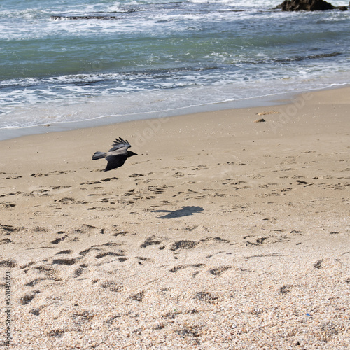 bird on the beach © Seif