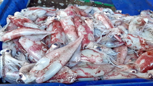 close-up many squid deep-sea live dead sell market store still frozen fresh for seafood cook in Thailand.