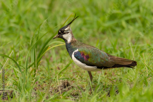 Close up of the northern lapwing (Vanellus vanellus), also known as the peewit or pewit, tuit or tew-it, green plover, or (in Ireland and Britain) pyewipe or just lapwing photo