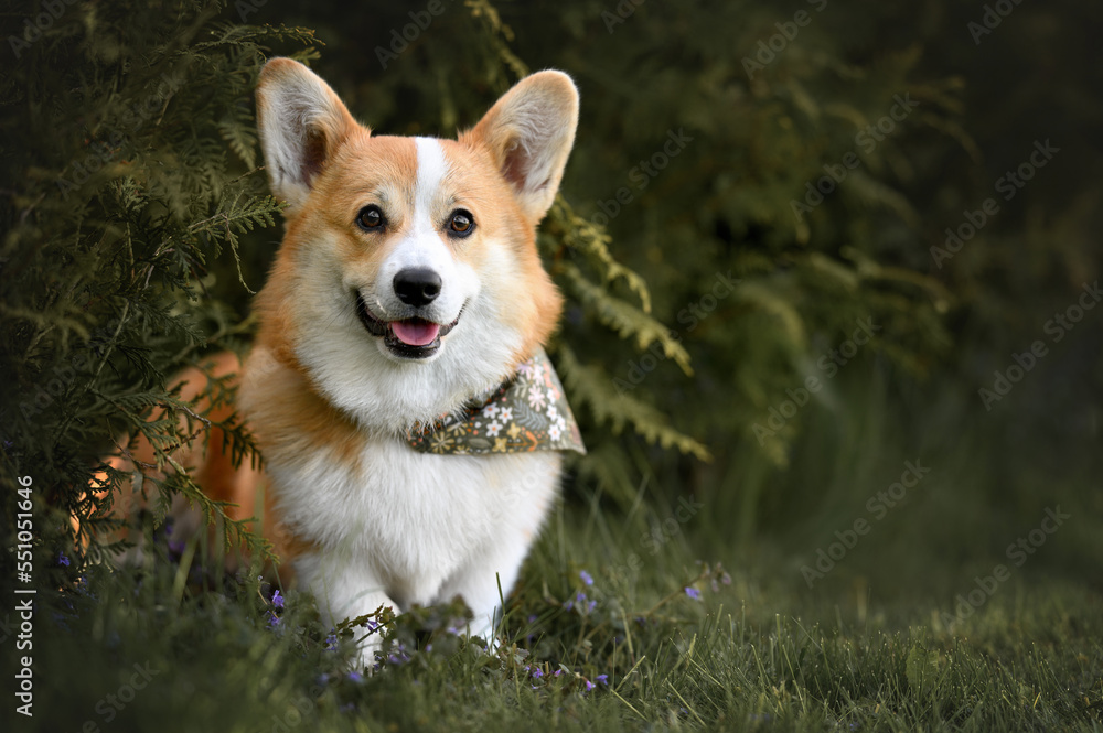 happy young corgi dog sitting outdoors in summer
