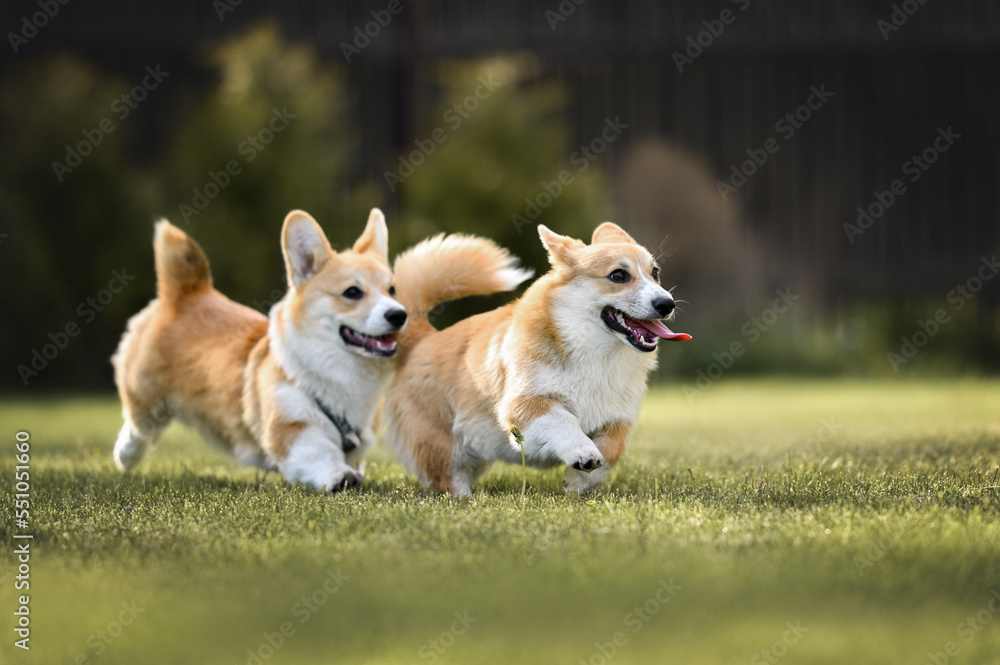 two happy corgi dogs playing on grass in summer