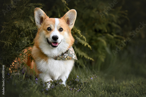 happy young corgi dog sitting outdoors in summer