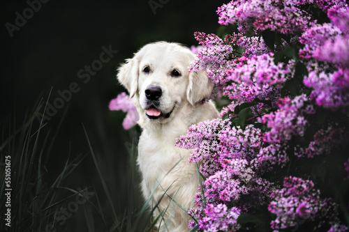 happy golden retriever dog posing with blooming lilac outdoors © otsphoto
