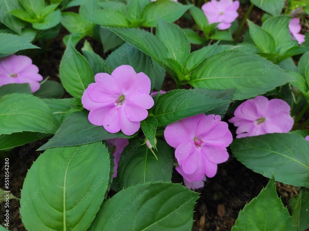 Impatiens hawkeri is a species of plant in the family Balsaminaceae Impatiens hawkeri is a species of plant in the family Balsaminaceae