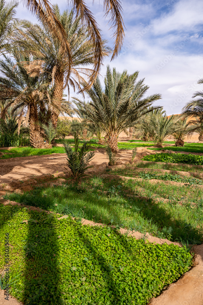 A typical African oasis in a Sahara desert, Morocco. Ecological, extensive agriculture. A typical African oasis in a Sahara desert, Morocco. Ecological, extensive agriculture.