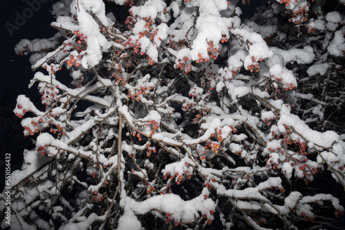 Branches of small paradise apples under the snow. Beautiful tree branches with bright fruits under the first snow. Autumn background with winter tree branches. Close-up