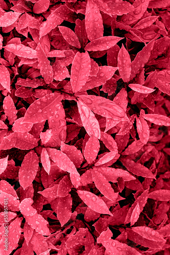Leaves after rain with water drops, top view. Сolor Viva Magenta. Demonstrating the colors of 2023. Vertical image.