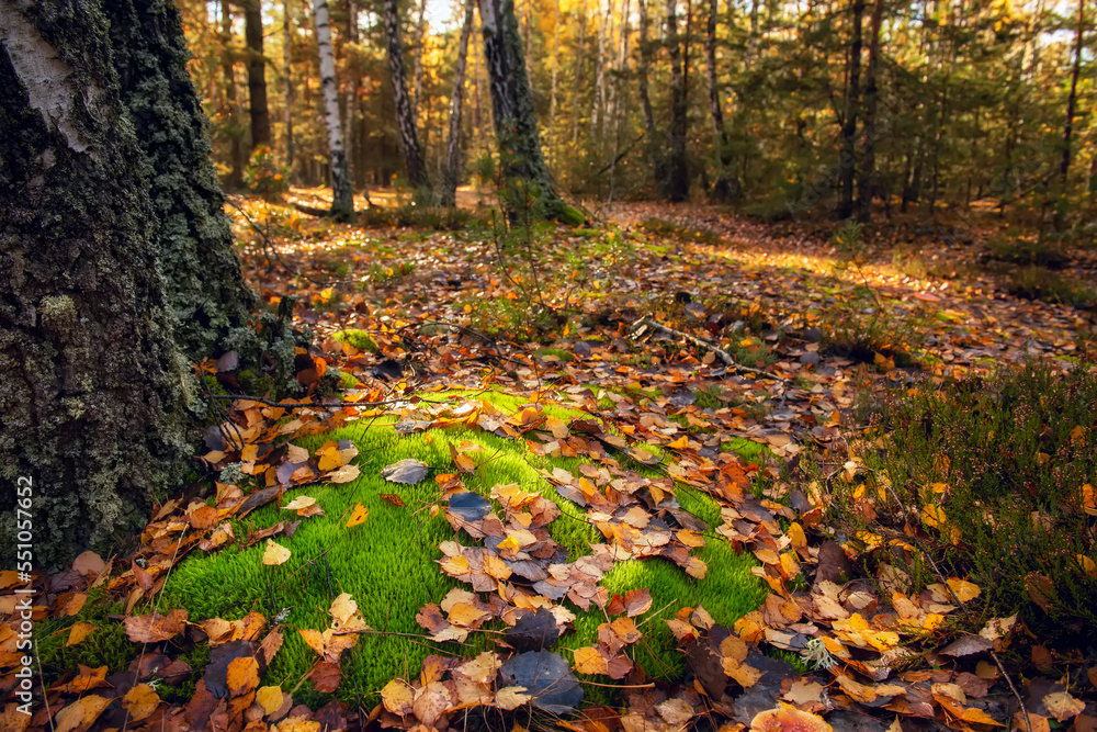 Beautiful autumn forest. Yellow birches. Beautiful autumn forest. Yellow birches.