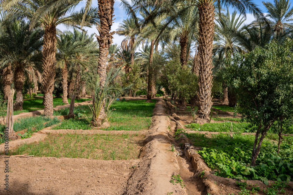 Obraz premium A typical African oasis in a Sahara desert, Morocco. Ecological, extensive agriculture.