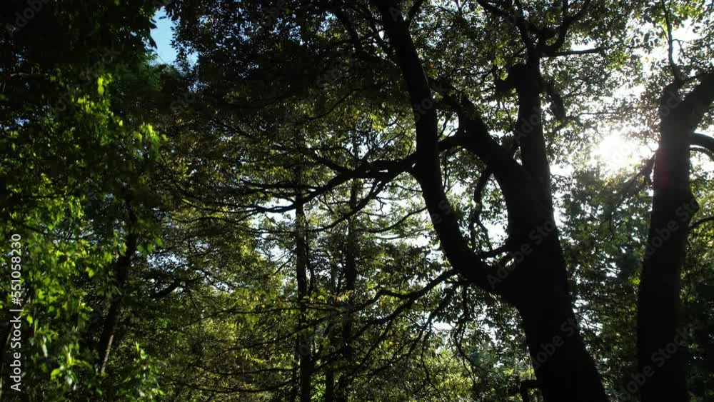 新緑と木漏れ日 京丹後市かぶと山公園 ドローン空撮 新緑と木漏れ日 京丹後市かぶと山公園 ドローン空撮