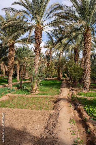 A typical African oasis in a Sahara desert, Morocco. Ecological, extensive agriculture. © Szymon Bartosz