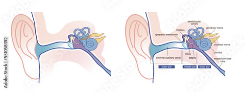 human ear anatomy vector diagram photo