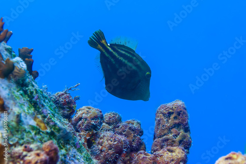 Scrawled filefish or broomtail filefish or scribbled leatherjacket a scriptus photo
