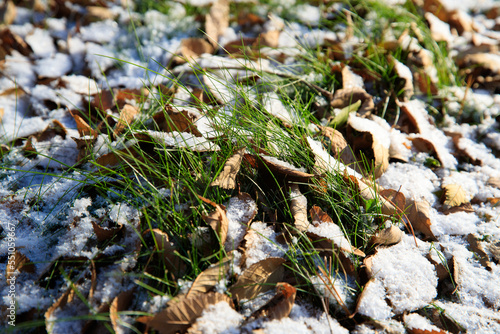 Snow melts. Yellow leaves and green grass are visible through the snow. Fresh green grass on the snow. First snow on green grass.