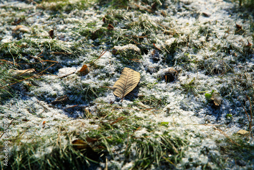 Snow melts. Yellow leaves and green grass are visible through the snow. Fresh green grass on the snow. First snow on green grass.