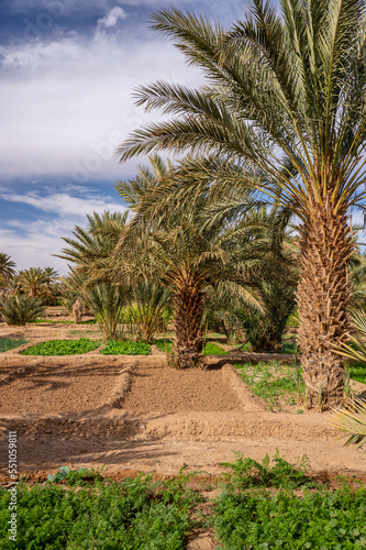 A typical African oasis in a Sahara desert  Morocco. Ecological  extensive agriculture.