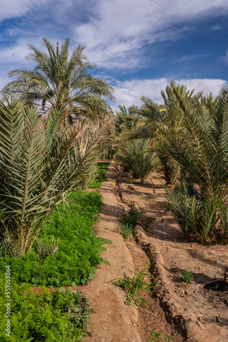 Fototapeta Naklejka Na Ścianę i Meble -  A typical African oasis in a Sahara desert, Morocco. Ecological, extensive agriculture.