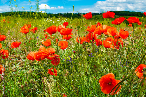 Vivid poppy field. Beautiful red poppy flowers on green fleecy stems grow in the field. Scarlet poppy flowers in the sunset light. Close-up of poppies