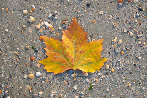 A top view of a yellowed leaf on seashells