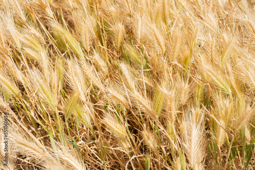 Bild auf Leinwand Selective focus on the ears of plant, golden color, which looks like wheat