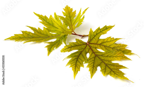 Autumn leaves of different trees lie on white background.