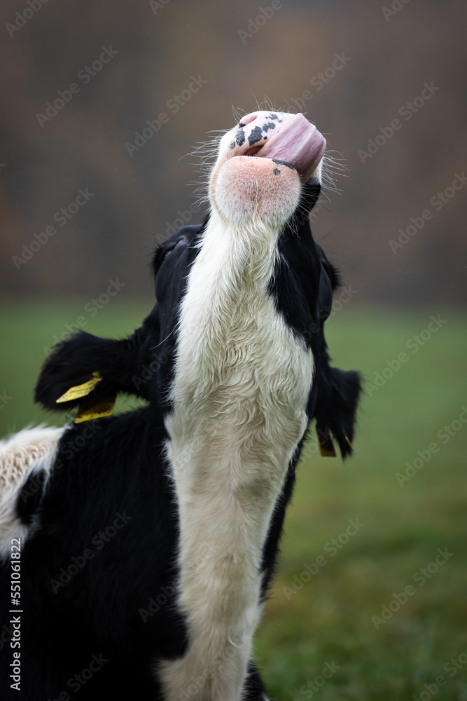 Fototapeta premium Closeup of a funny black and white cow laying on green grass sticking out her tongue in Germany