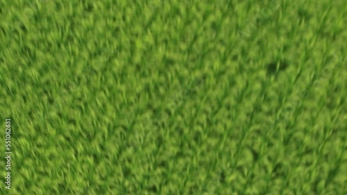 Wallpaper Mural 京丹後市久美浜町　水田をドローン空撮　高速飛行撮影 Torontodigital.ca