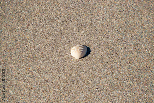 a close-up of a seashell on the sand