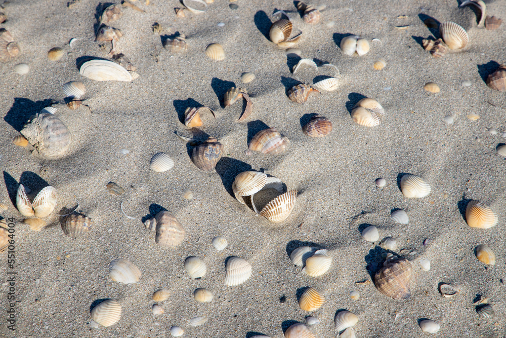 a close-up with different shells in the sand a close-up with different shells in the sand