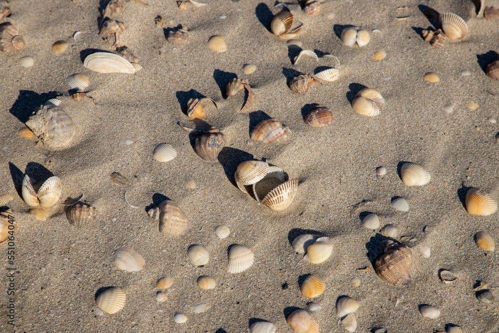A top view of many seashells in the sand A top view of many seashells in the sand