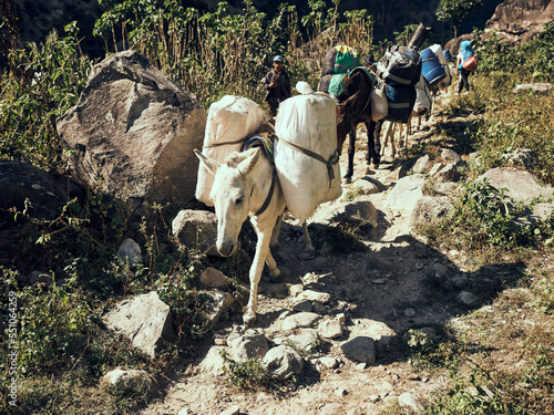 Mules in Nepal