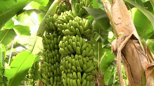 Banana Trees And Banana Garden.