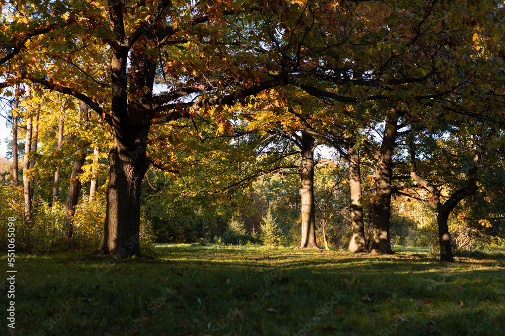 Golden autumn oak tree in nature background