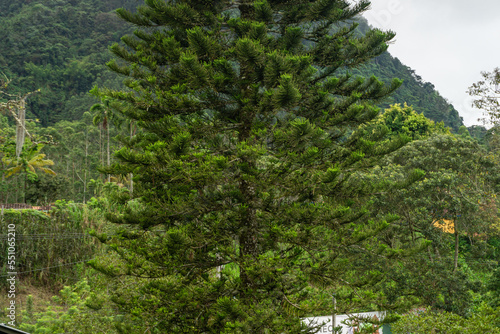 close up to a pine tree in the mountains