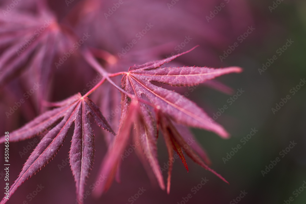 Japanese red maple branch close-up. Selective focus.