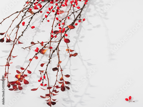A branch of barberry on a white background with a shadow.