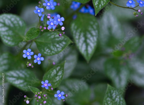 Wallpaper Mural Small blue brunner flowers close up. Selective focus. Natural spring background. Torontodigital.ca