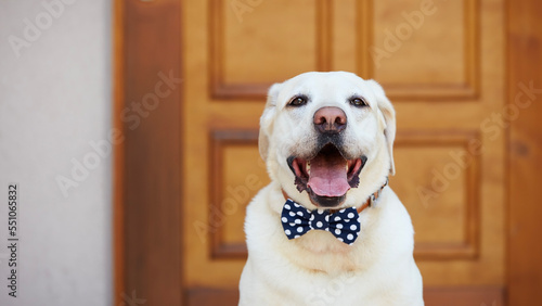 Happy dog posing with bow tie. Portrait of labrador retriever against door of house..